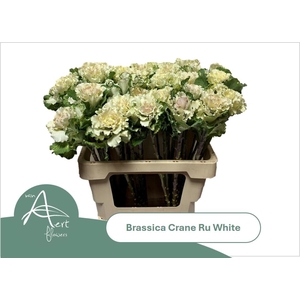 BRASS CRANE RU WHITE
