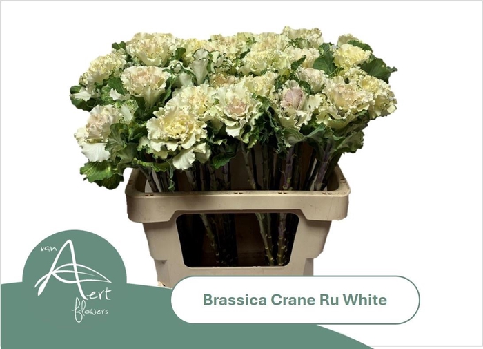 <h4>BRASS CRANE RU WHITE</h4>