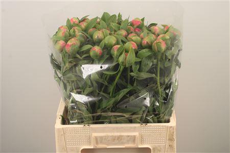 <h4>Paeo L Coral Charm</h4>