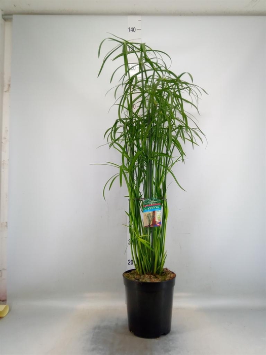 <h4>Cyperus   ...</h4>