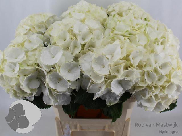 <h4>HYDR M CH WHI VERENA</h4>