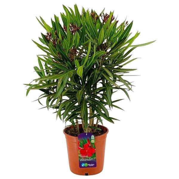 <h4>Nerium oleander</h4>