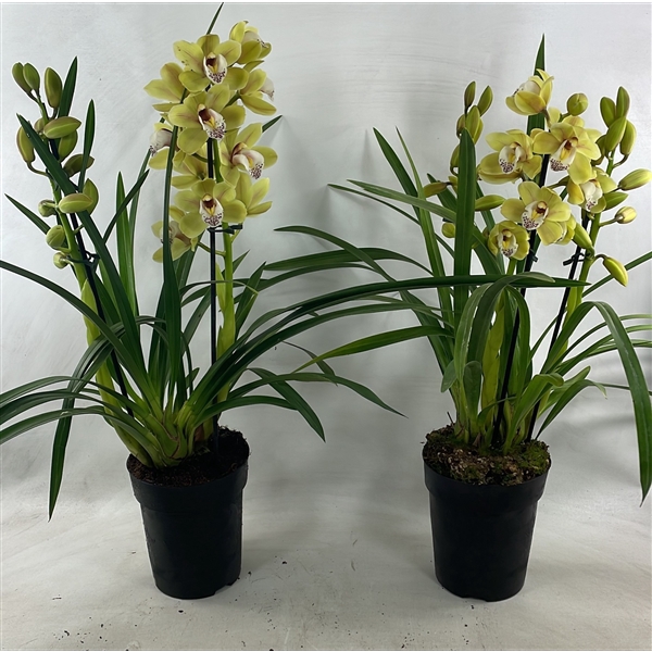 <h4>Cymbidium Anna 2-3 tak</h4>