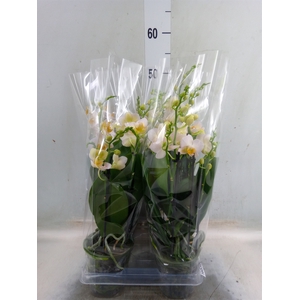 Phalaenopsis multi.   ...