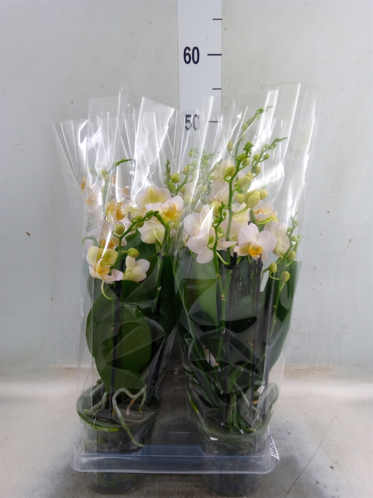 <h4>Phalaenopsis multi.   ...</h4>