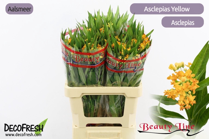 <h4>ASCL INCARNATA</h4>