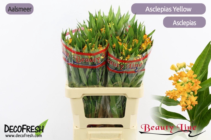 <h4>Ascl Incarnata</h4>