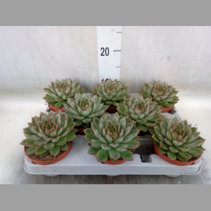 Echeveria   ...