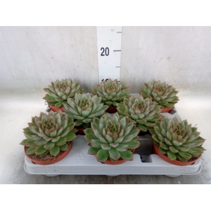 Echeveria   ...