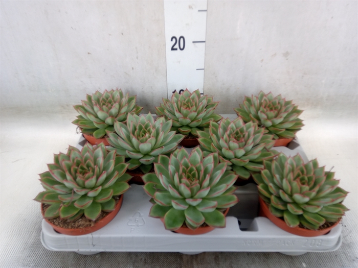 <h4>Echeveria   ...</h4>
