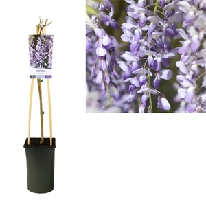 Wisteria sinensis +light label