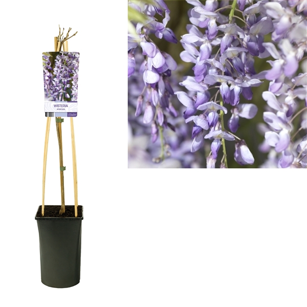 <h4>Wisteria sinensis +light label</h4>