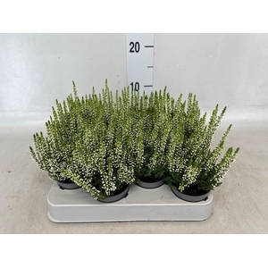 Calluna vulg. 'Beauty L Vera'