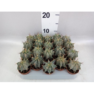 Astrophytum ornatum