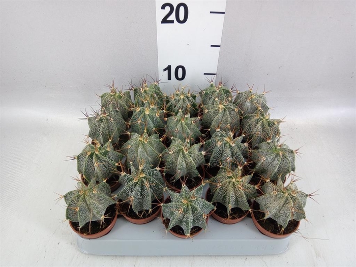 <h4>Astrophytum ornatum</h4>