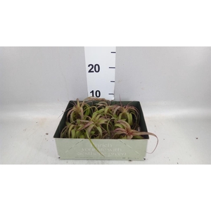 Tillandsia
