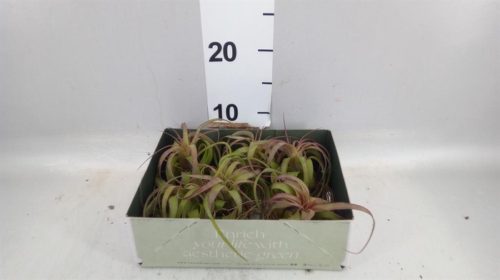 <h4>Tillandsia</h4>