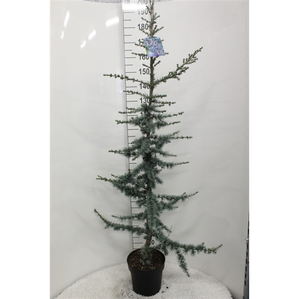 <h4>Cedrus libani 'Glauca' P29 potgedrukt</h4>