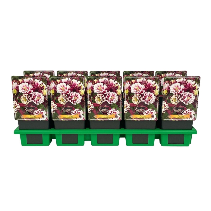<h4>Aquilegia Winky Double Red-white</h4>