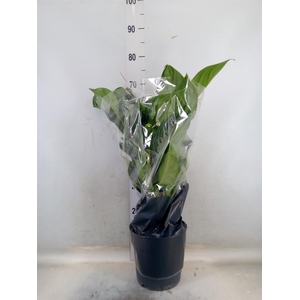 Aglaonema  'Silver Bay'