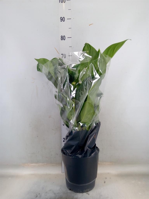 <h4>Aglaonema  'Silver Bay'</h4>