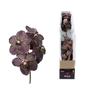 Vanda Chocolate Brown X4