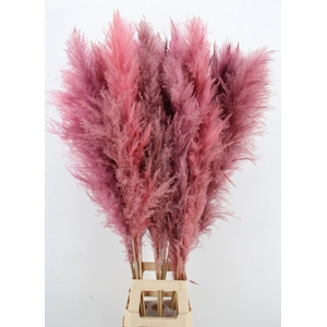 DF Pampas 130cm L.Pink