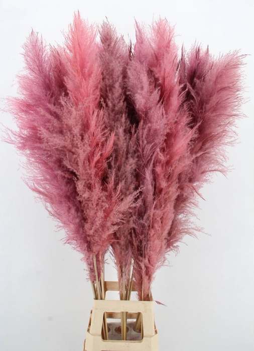 <h4>DF Pampas 130cm L.Pink</h4>