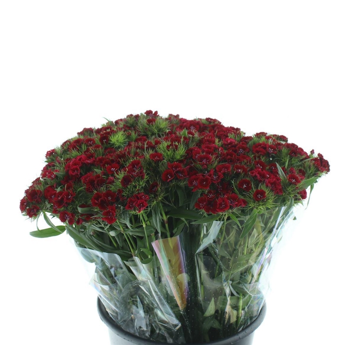 <h4>Di Barb Burgundy</h4>