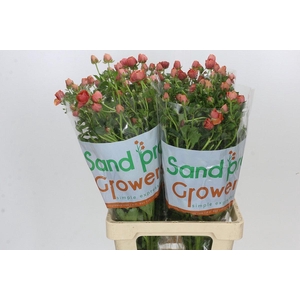 Ranunculus Magical Salmousse
