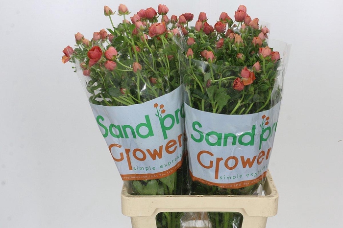 <h4>Ranunculus Magical Salmousse</h4>