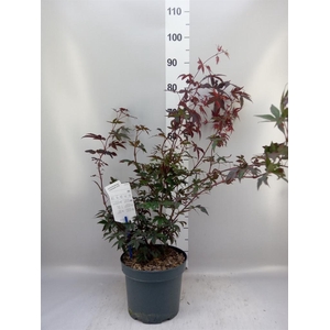 Acer palmatum 'Atropurpureum'