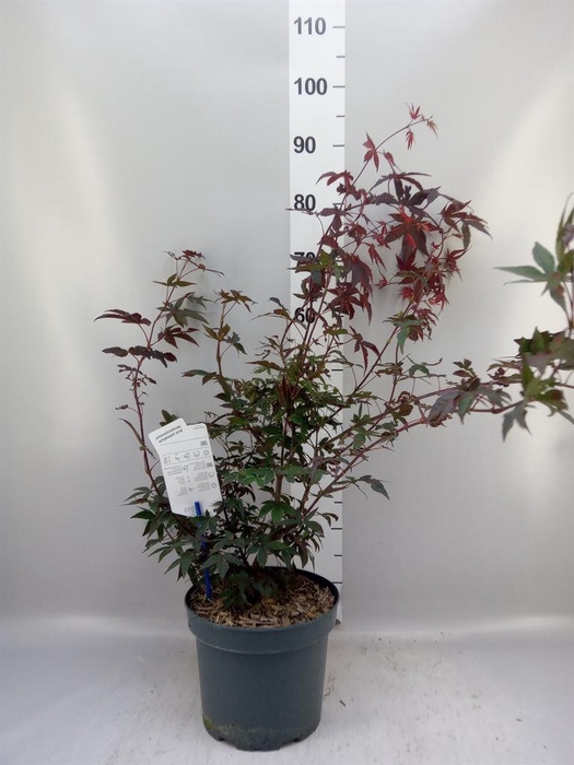 <h4>Acer palmatum 'Atropurpureum'</h4>