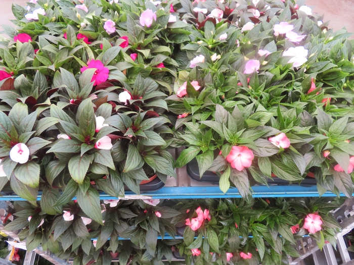 <h4>IMPAT NG MIXK 4 KL</h4>