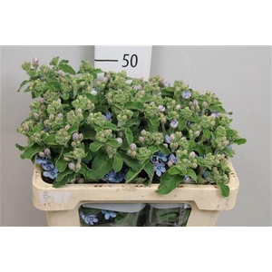 Oxy Co Tan Pure Blu