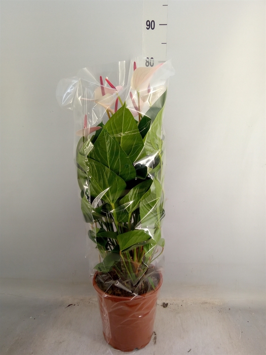 <h4>Anthurium  'Fresh Love Imp'</h4>