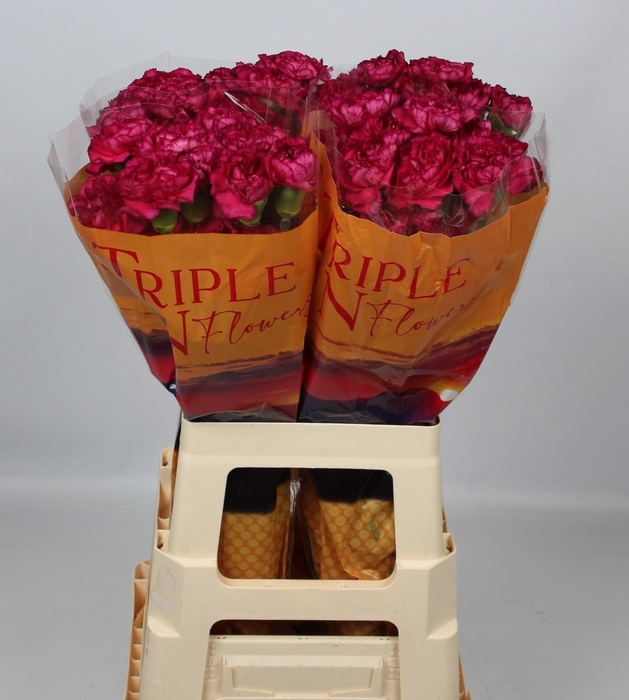 <h4>DI ST PURPLE STORM+</h4>