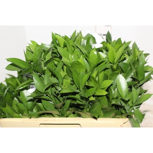 FOLHAGEM RUSCUS 050 CM