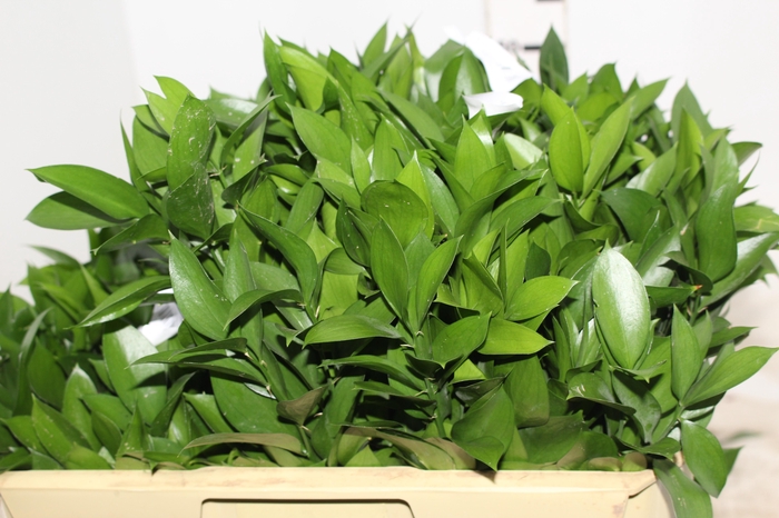 <h4>FOLHAGEM RUSCUS 050 CM</h4>