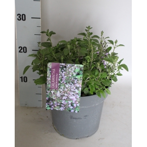 vaste planten 19 cm  Calamintha nepeta Marvelette Blue