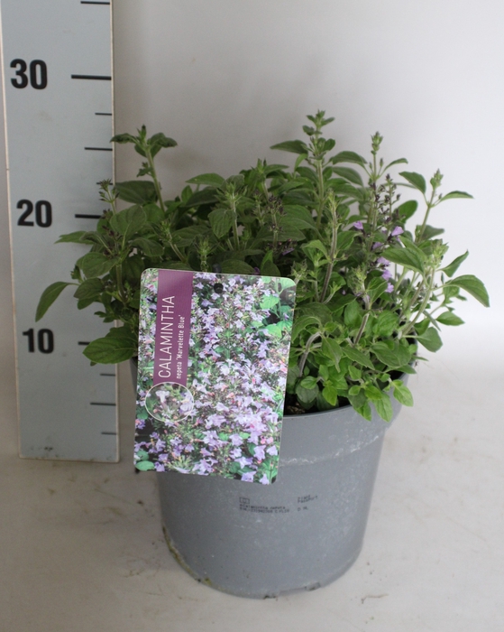 <h4>vaste planten 19 cm  Calamintha nepeta Marvelette Blue</h4>