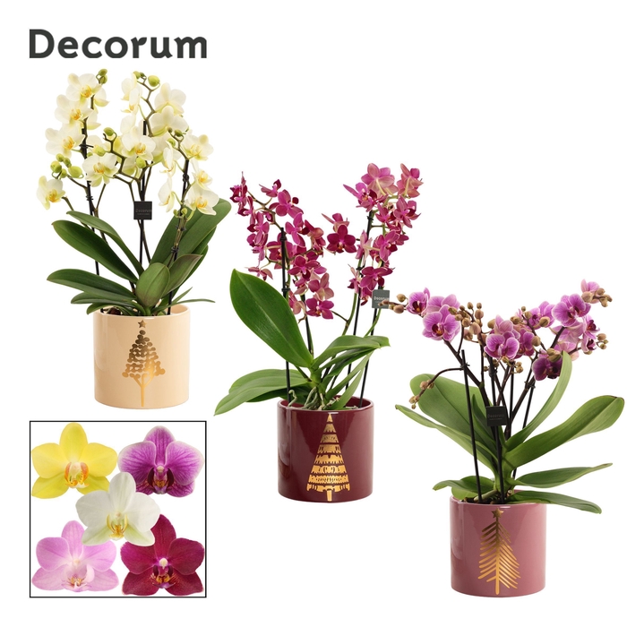 <h4>Phalaenopsis dazzling melange 3-4 tak in Manon (Rich love-collec</h4>