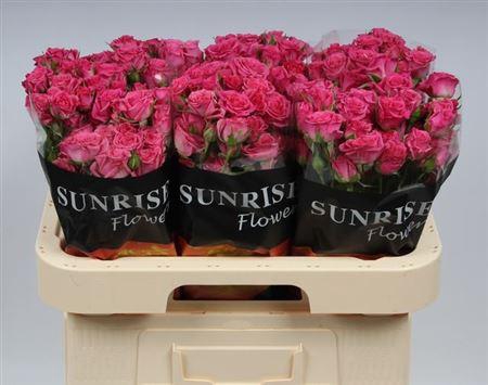 <h4>R Tr Lianne</h4>