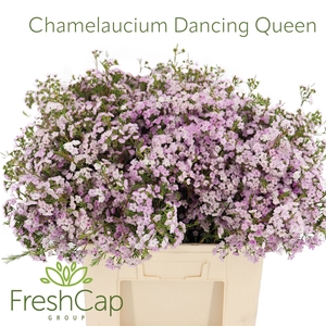Chamelaucium Dancing Queen