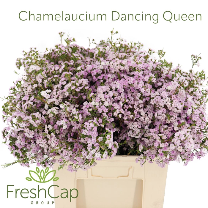 <h4>Chamelaucium Dancing Queen</h4>