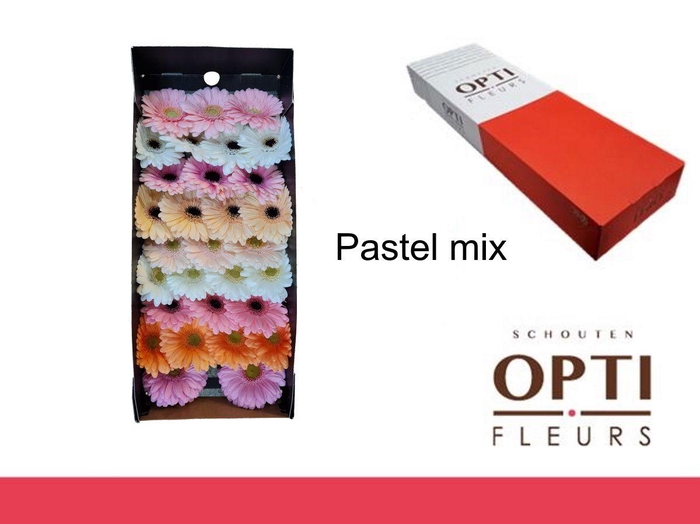 <h4>Germini Mix Pastel Doos</h4>