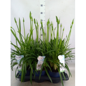 Agapanthus  'Amourette Superb Whit'