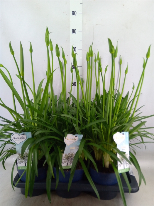 <h4>Agapanthus  'Amourette Superb Whit'</h4>