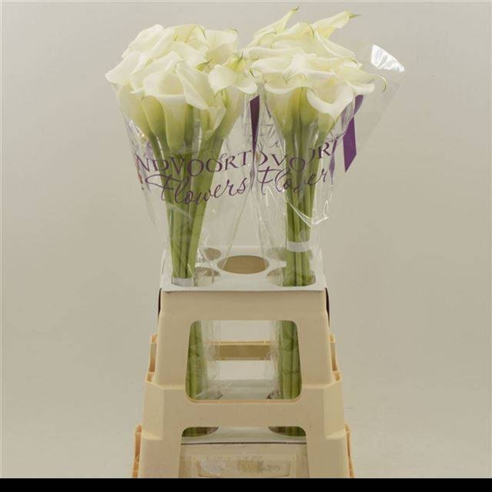 <h4>Calla White Art</h4>