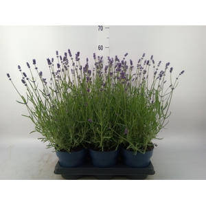 Lavandula stoec. 'Anouk White'